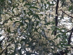 Acacia fasciculifera