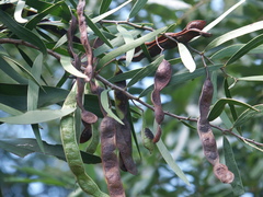 Acacia fasciculifera