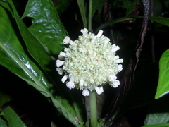 Psychotria alfaroana