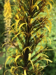 Ligularia przewalskii