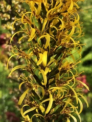 Ligularia przewalskii