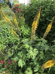 Ligularia przewalskii