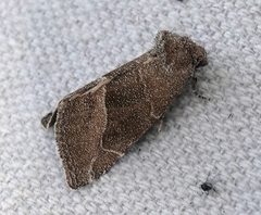 Plagiomimicus spumosum