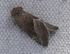 Plagiomimicus spumosum