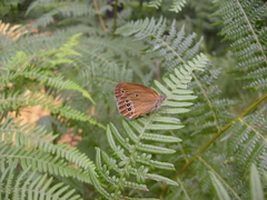 Coenonympha oedippus