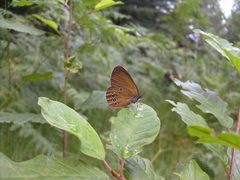 Coenonympha oedippus