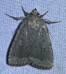 Amphipyra glabella