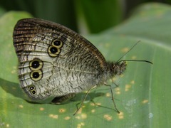 Ypthima aphnius