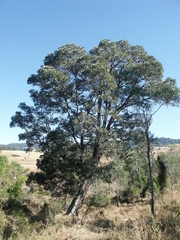 Acacia harpophylla