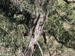 Acacia harpophylla