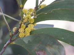 Acacia harpophylla