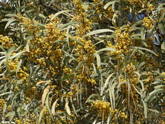Acacia harpophylla