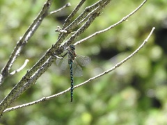 Aeshna palmata