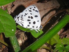 Tajuria maculata