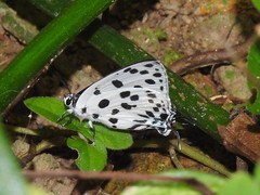 Tajuria maculata