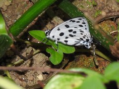 Tajuria maculata
