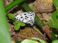 Tajuria maculata
