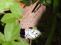 Tajuria maculata
