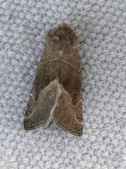 Plagiomimicus spumosum