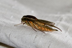 Rhagastis albomarginata