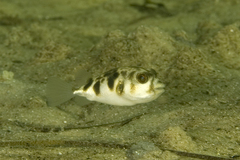 Contusus brevicaudus