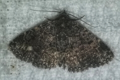 Metalectra diabolica