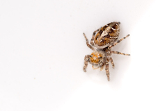 Phidippus comatus