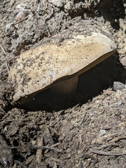 Caloboletus frustosus