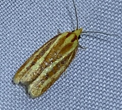 Sparganothis tristriata
