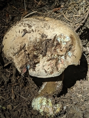 Caloboletus frustosus