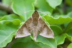 Rhagastis albomarginata