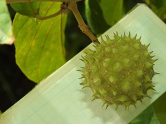 Byttneria grandifolia