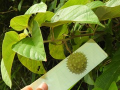 Byttneria grandifolia