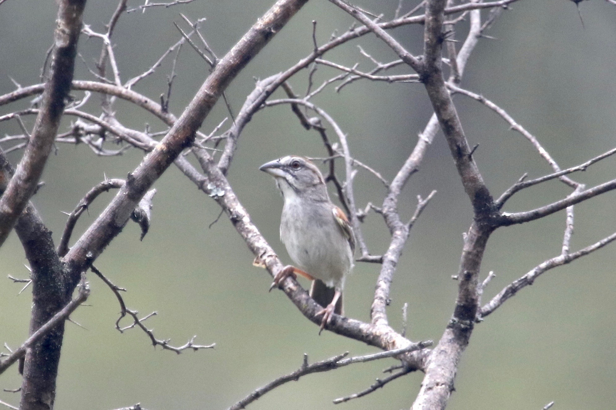 Passerellidae image