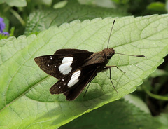 Notocrypta feisthamelii