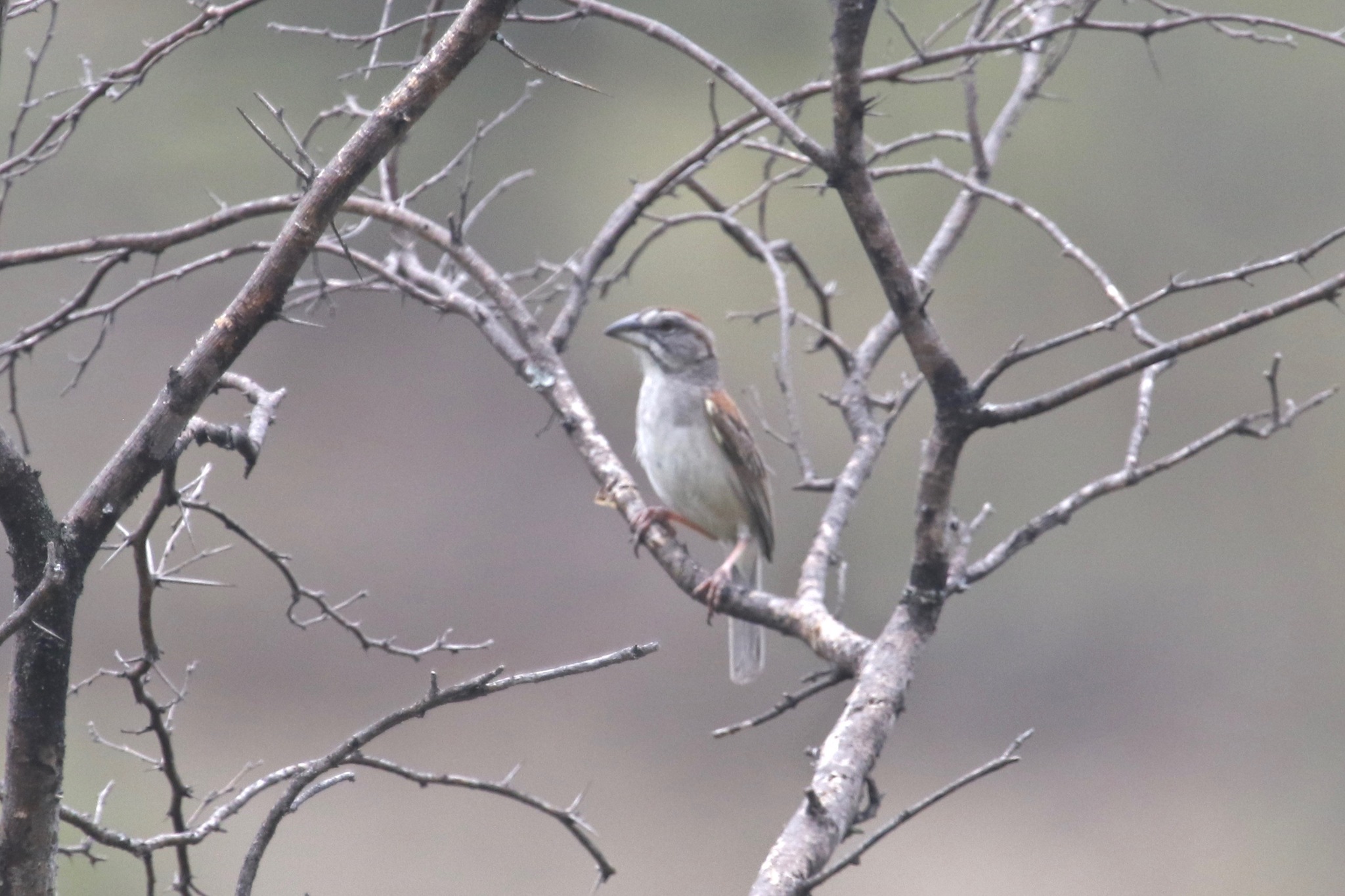 Rhynchospiza image