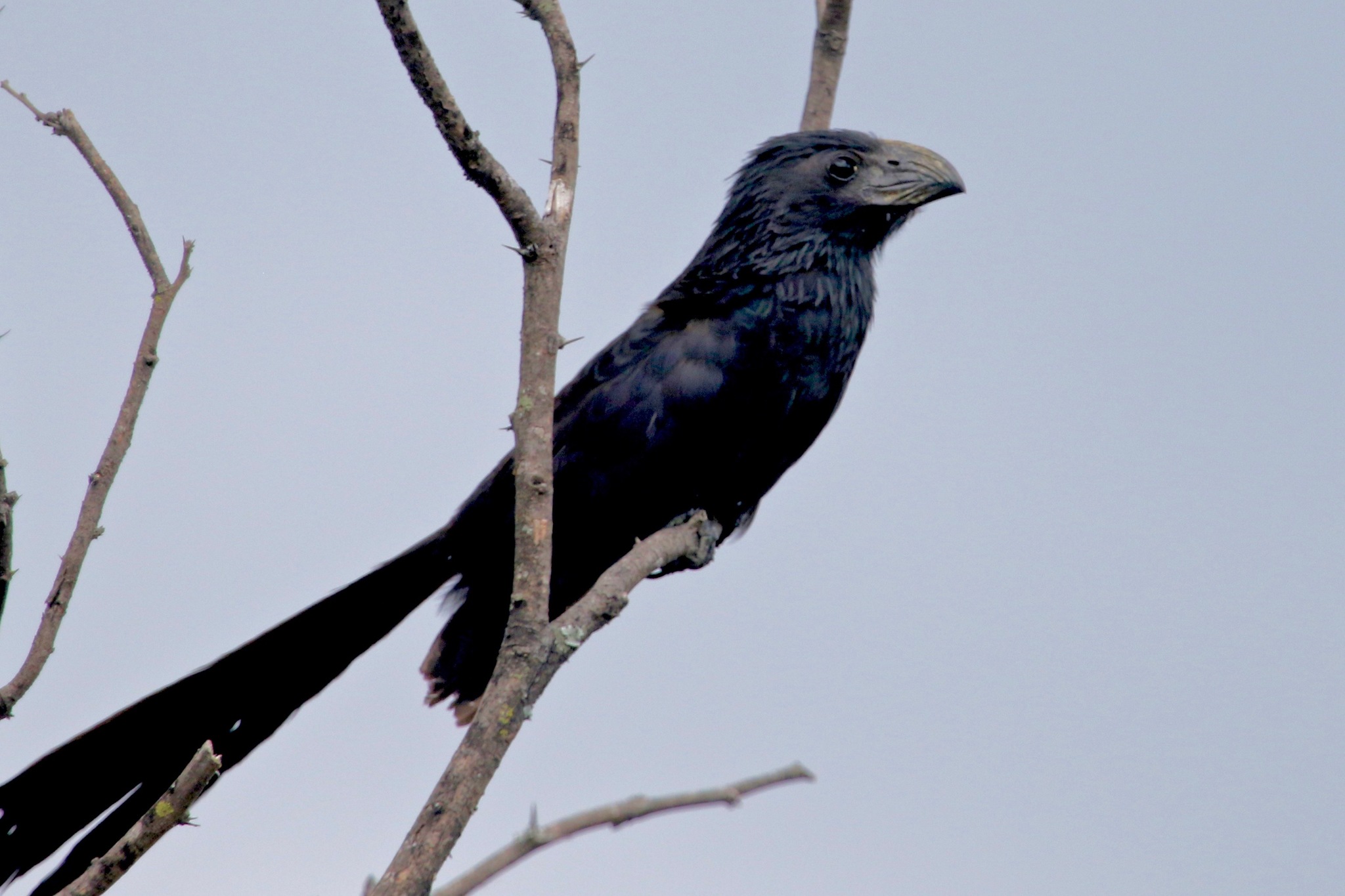 Crotophaga sulcirostris image