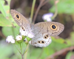 Ypthima aphnius