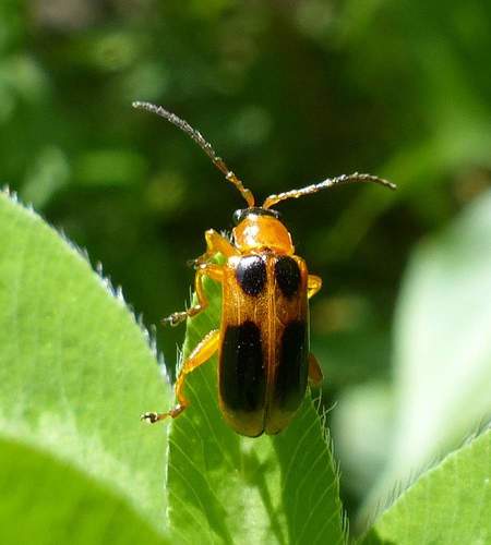Phyllobrotica decorata