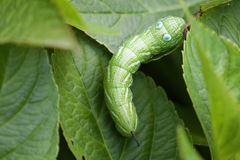 Rhagastis albomarginata