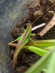 Conocephalus vitticollis