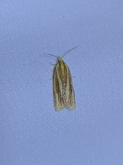 Sparganothis tristriata