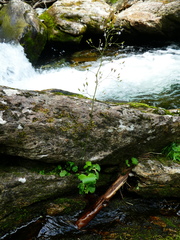 Micranthes nelsoniana