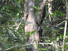 Sciuromorpha