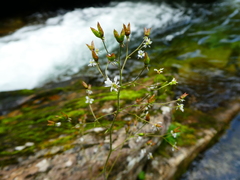 Micranthes nelsoniana