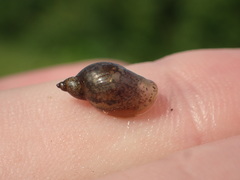 Pseudosuccinea columella