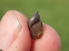 Pseudosuccinea columella