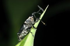 Cercidocerus lateralis