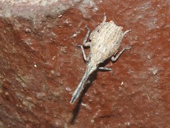Pyrops candelaria