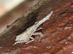 Pyrops candelaria
